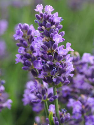 LAVANDULA angustifolia Super Blue (Copy)